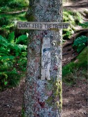 On Fløyen Bergen Hordaland Norway On Fløyen Bergen Hordaland Norway