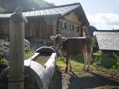 Young cow in Prättigau was drinking from the well of the village. Graubünden Switzerland Young cow in Prättigau was drinking from the well of the village. Graubünden Switzerland