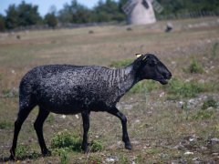 Gotlands sheep, Fårö, Gotland, Sweden Gotlands sheep, Fårö, Gotland, Sweden